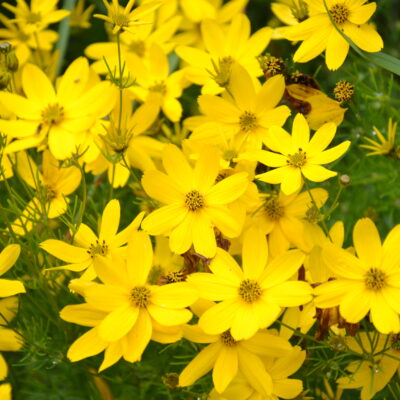 COREOPSIS verticillata 'Zagreb'