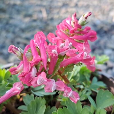 CORYDALIS solida subsp. solida 'Beth Evans'
