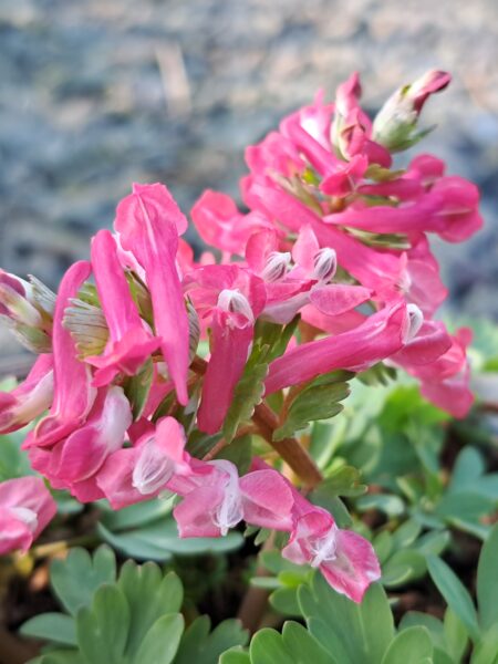 CORYDALIS solida subsp. solida 'Beth Evans'