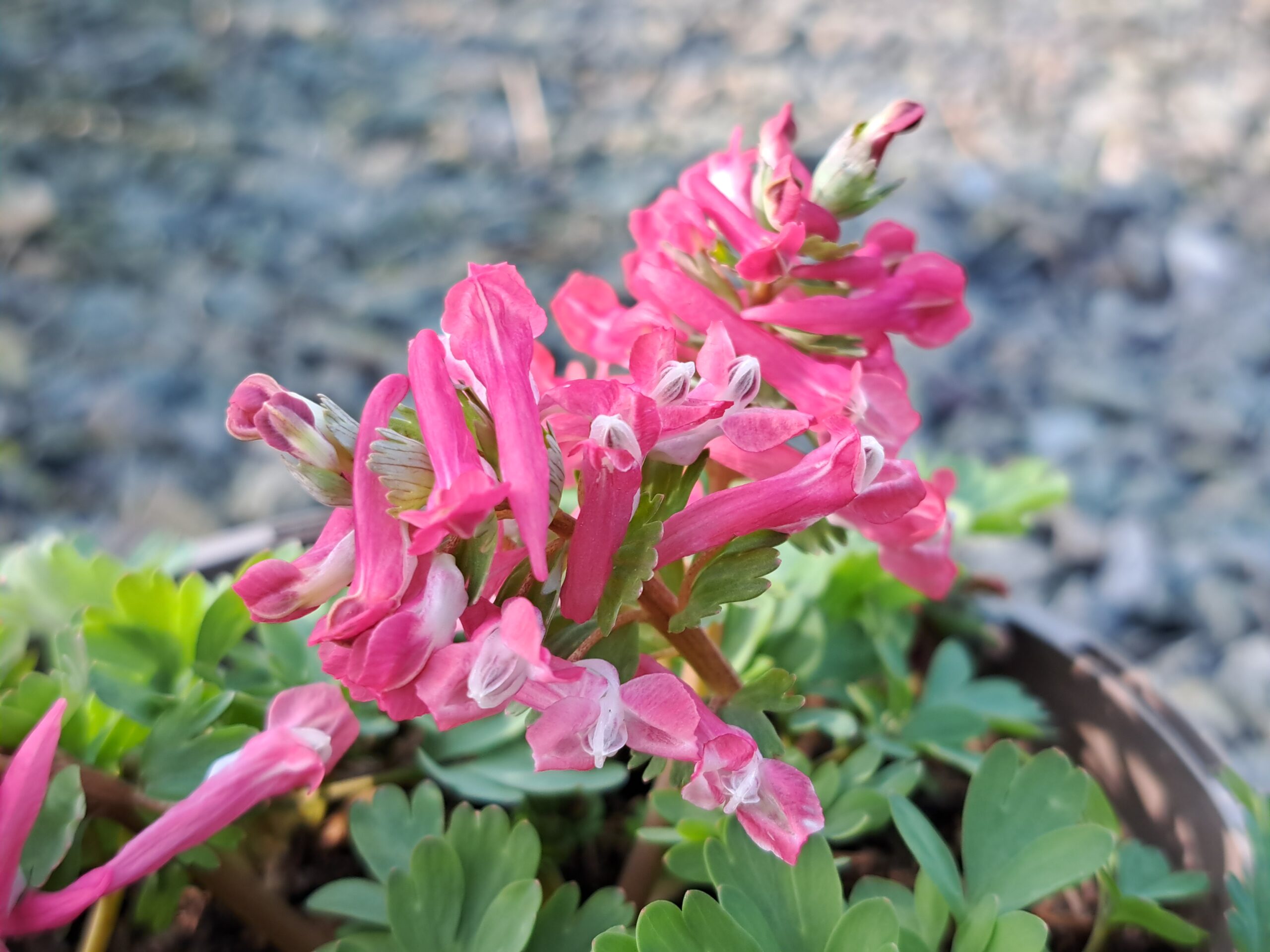 CORYDALIS solida subsp. solida 'Beth Evans'