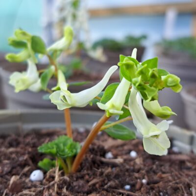CORYDALIS malkensis