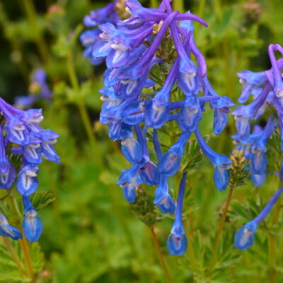 CORYDALIS calycosa