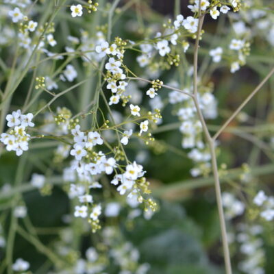 CRAMBE cordifolia