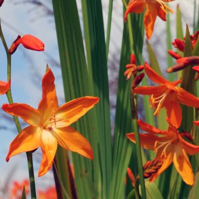 CROCOSMIA x crocosmiiflora 'Star of the East'