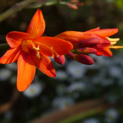 CROCOSMIA 'Anna Marie'