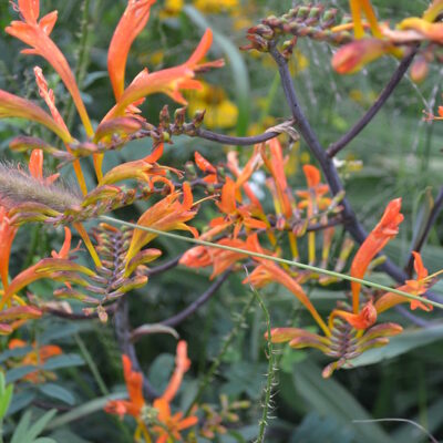 CROCOSMIA paniculata 'Cally Greyleaf'