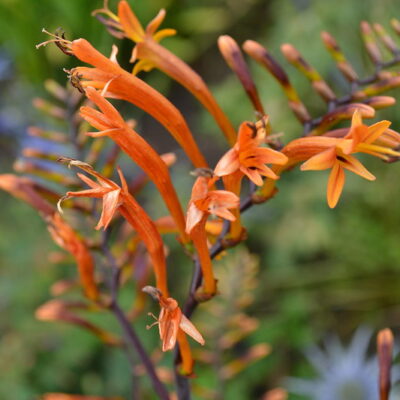 CROCOSMIA paniculata 'Cally Sword'