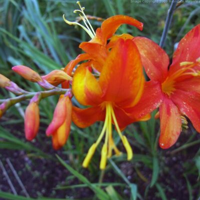 CROCOSMIA 'Comet'