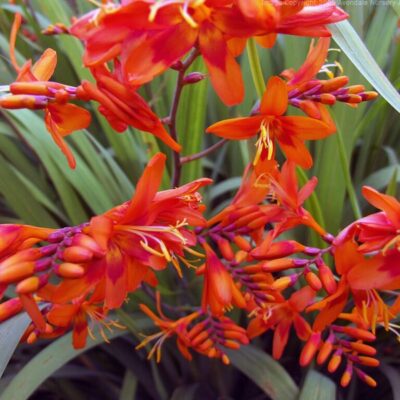 CROCOSMIA x crocosmiiflora 'Corona'
