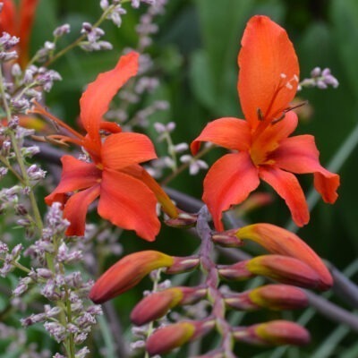 CROCOSMIA x crocosmiiflora 'David Fitt'