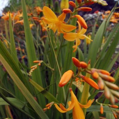 CROCOSMIA 'Ellenbank Canary'