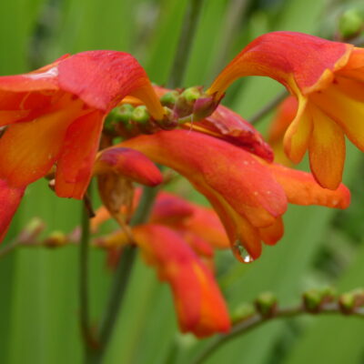 CROCOSMIA 'Ellenbank Firecrest'