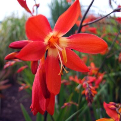 CROCOSMIA 'Ellenbank Skylark'