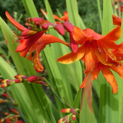 CROCOSMIA x crocosmiiflora 'Gloria'