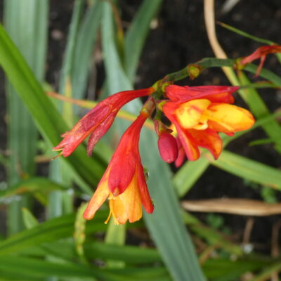 CROCOSMIA x crocosmiiflora 'Harlequin'