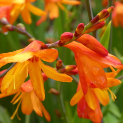 CROCOSMIA x crocosmiiflora 'Hoey Joey'