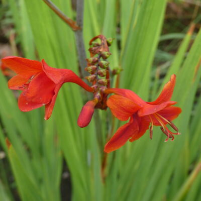 CROCOSMIA 'Mex'