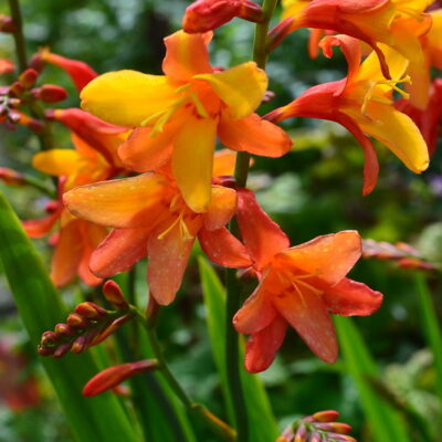 CROCOSMIA 'Orange Pekoe'