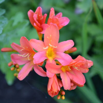 CROCOSMIA 'Severn Sunrise'
