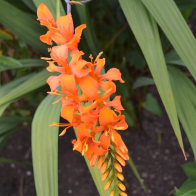 CROCOSMIA masoniorum 'Sherbert Orange'