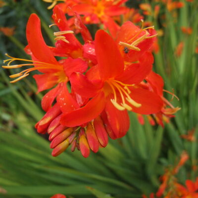 CROCOSMIA 'Spitfire'
