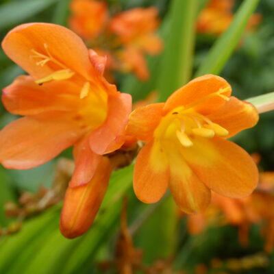 CROCOSMIA 'Sunzest'