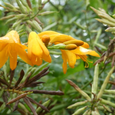 CROCOSMIA 'Suzanna'