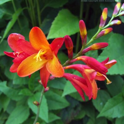 CROCOSMIA x crocosmiiflora 'Venus'