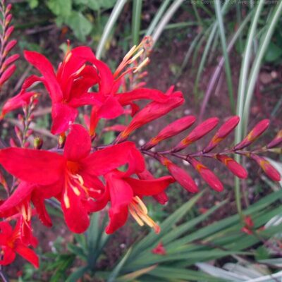 CROCOSMIA 'Vulcan'