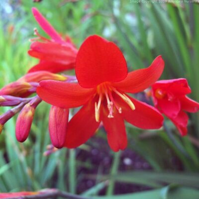 CROCOSMIA 'Walberton Red'