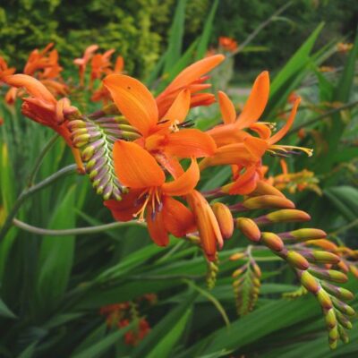 CROCOSMIA 'Zeal Giant'
