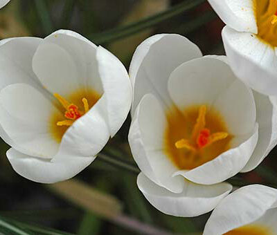 CROCUS 'Ard Schenk'