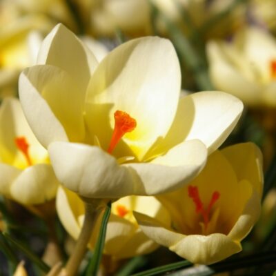 CROCUS chrysanthus 'Cream Beauty'