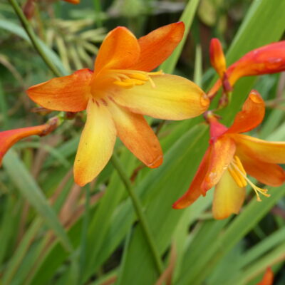 CROCOSMIA x crocosmiiflora 'Mars'