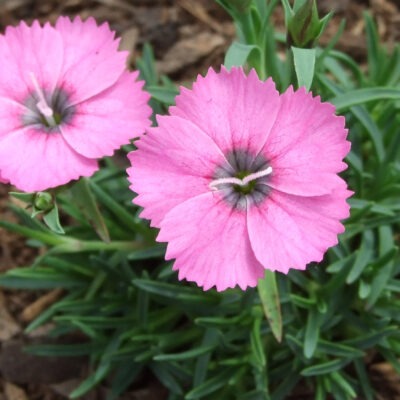 DIANTHUS 'Inshriach Dazzler'