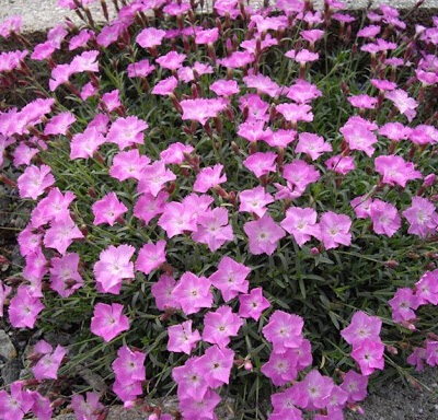 DIANTHUS 'La Bourboule'