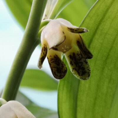 DISPOROPSIS aspersa