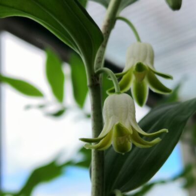 DISPOROPSIS nova