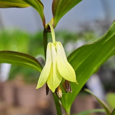 DISPORUM longistylum 'Green Giant'