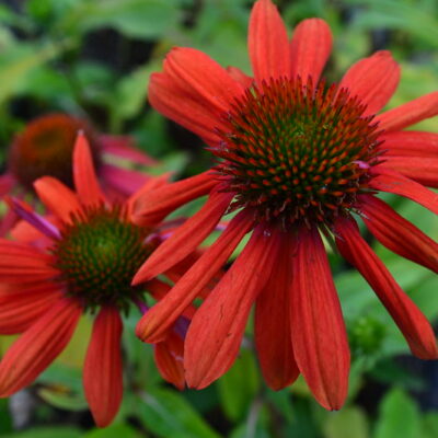 ECHINACEA x hybrida Sombrero® Flamenco Orange