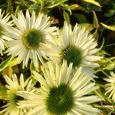 ECHINACEA purpurea 'Virgin'