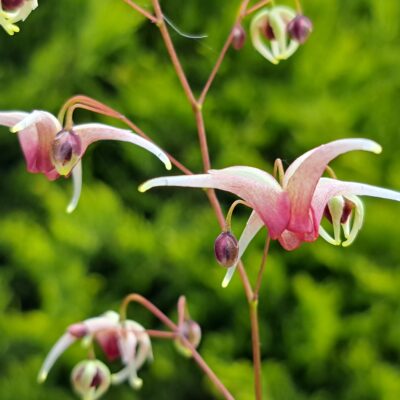 EPIMEDIUM 'Domino'