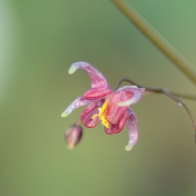EPIMEDIUM 'Pink Champagne'