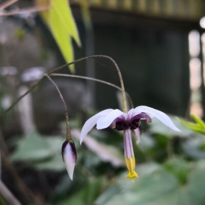 EPIMEDIUM fargesii