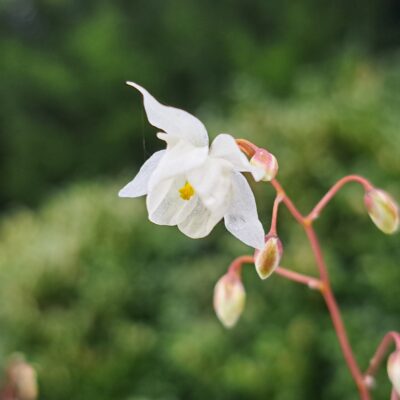 EPIMEDIUM x youngianum 'Niveum'