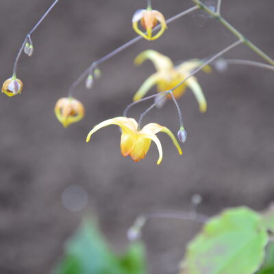 EPIMEDIUM 'Amber Queen'