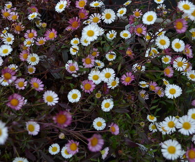 ERIGERON karvinskianus