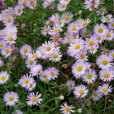 ERIGERON karvinskianus 'Lavender Lady'