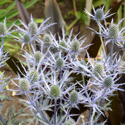 ERYNGIUM x zabelii 'Forncett Ultra'