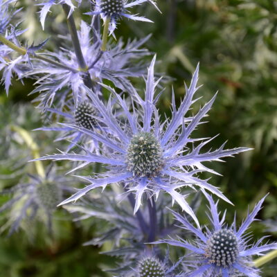 ERYNGIUM 'Indigo Star'